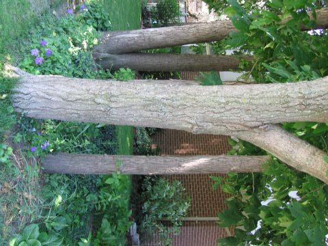 Large Toothed Poplar