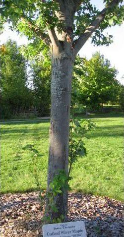 Cutleaf Silver Maple