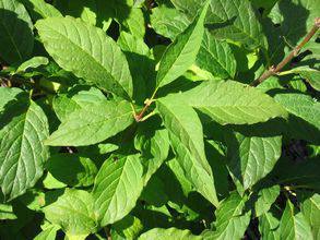 Royalty Preston Lilad