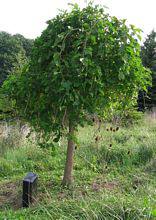 Weeping Mulberry