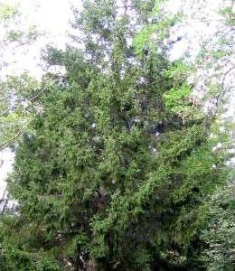 Norway Spruce