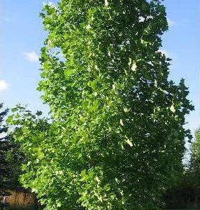 Tulip Tree